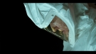 sthings104br_scnet_1868.jpg