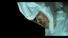 sthings104br_scnet_1869.jpg