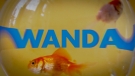 wandavision_s1openingcreditsv5_scnet_0019.jpg